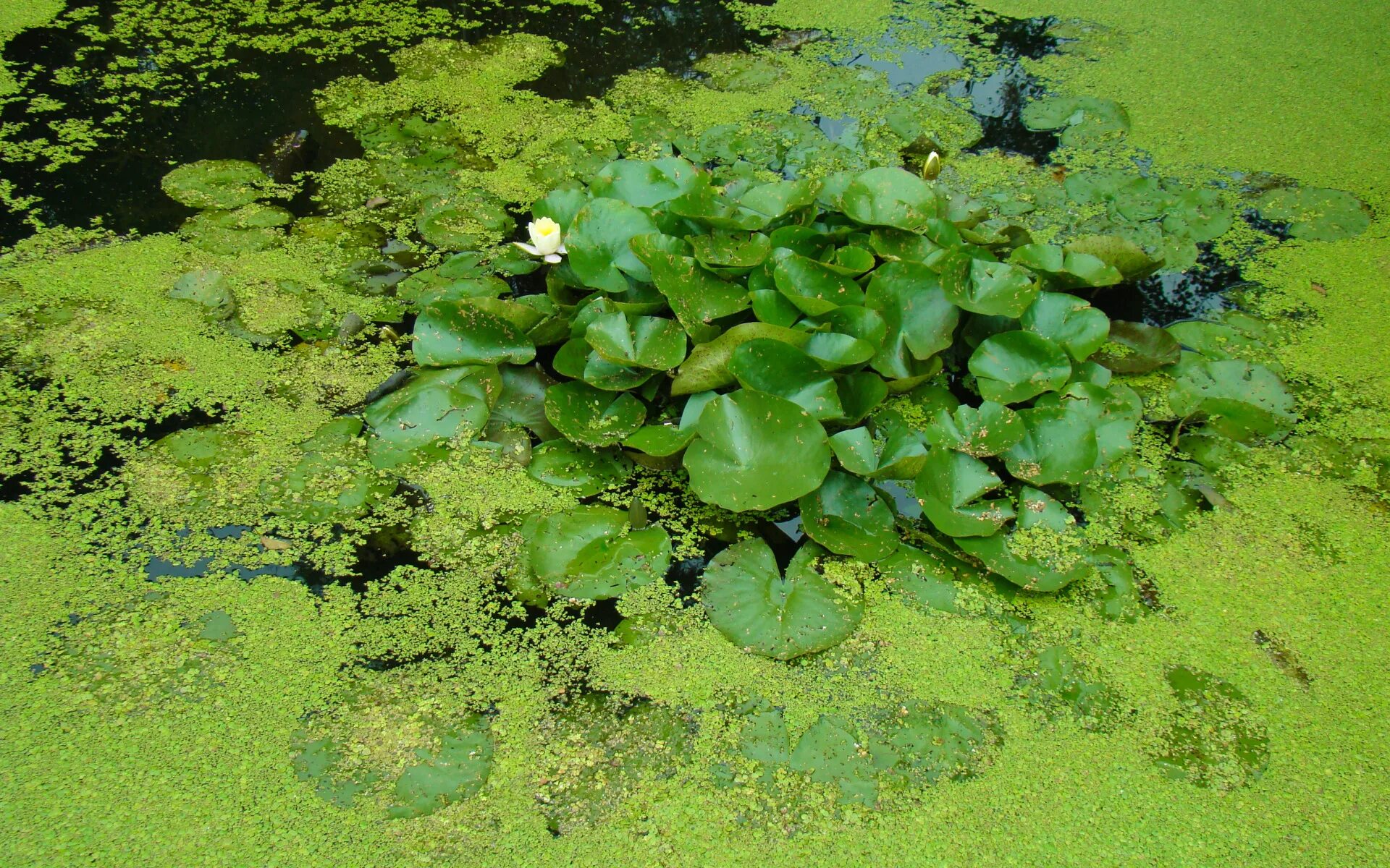 Водоросли поглощают воду