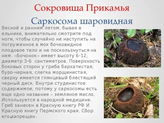 Гриб саркосома польза. Гриб саркосома польза. Гриб саркосома польза. Молодильный гриб саркосома. Молодильные грибы саркосома.