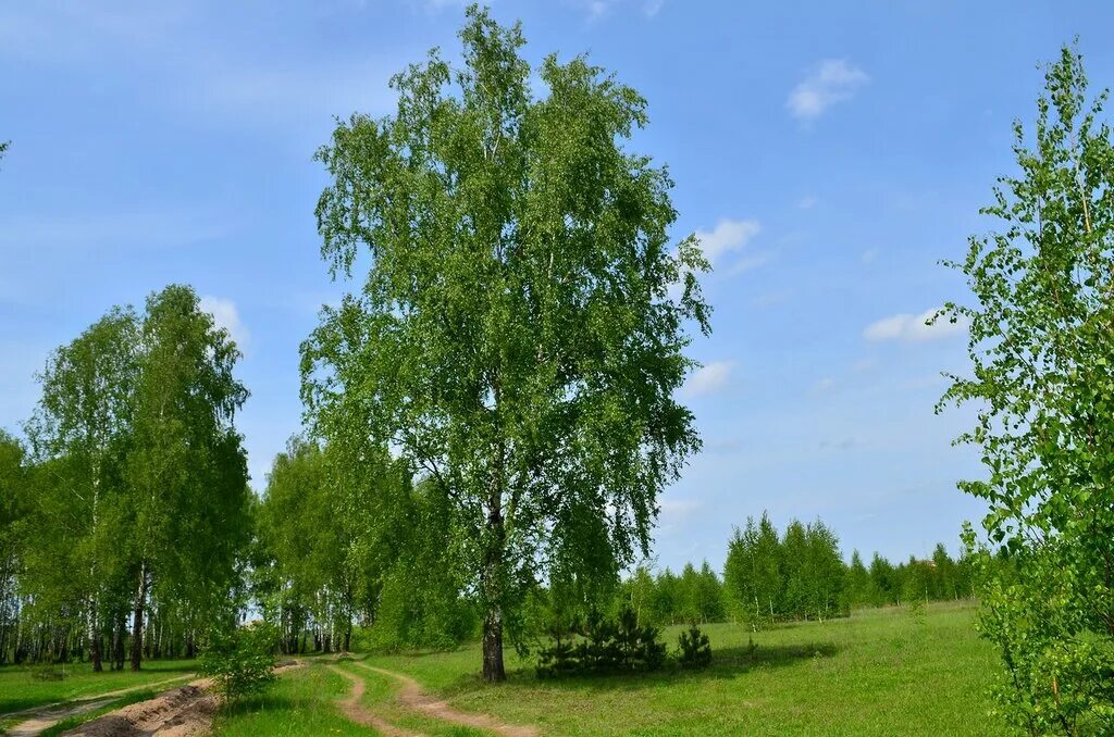 Зеленеет березка. Береза береза березушка бела. Павловский Посад береза. Белоствольная береза. Русские березы.