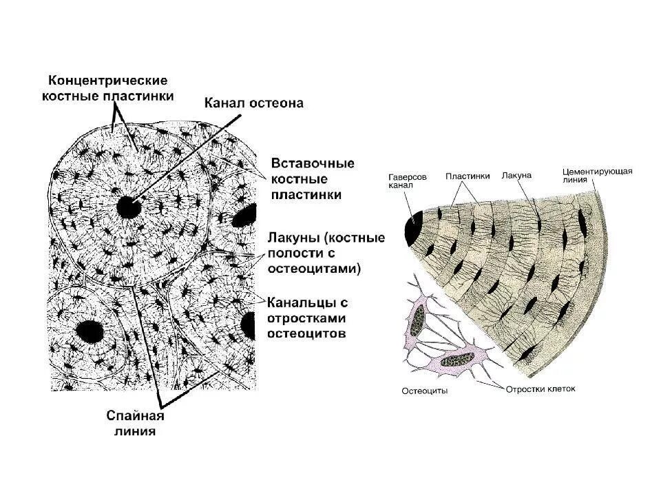 Строение пластинчатой костной ткани рисунок. Пластинчатая костная ткань Остеон гистология. Пластинчатая губчатая костная ткань. Пластинчатая костная ткань поперечный срез рисунок.