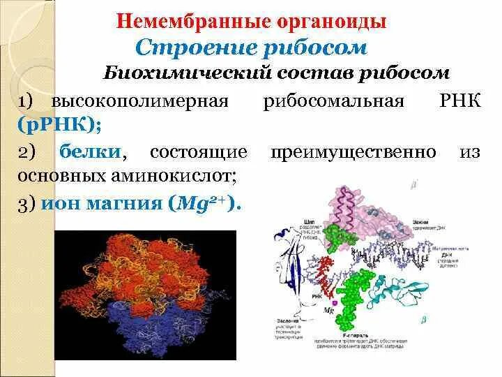 Осуществляет модификацию и выделение белков органоид. Немембранные органоиды рибосомы. рибосомы немембранные строение. немембранные органеллы прокариот. немембранные органоиды прокариот и эукариот.