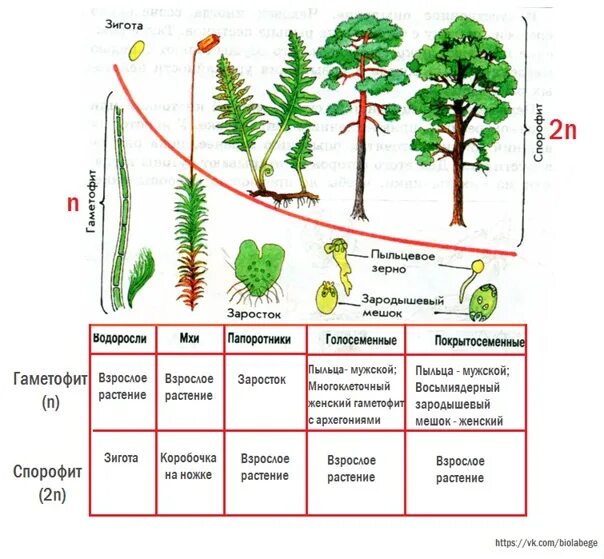 Водоросли хвощи покрытосеменные голосеменные. Спорофит мха гаметофит мха. Циклы развития высших растений спорофит и гаметофит. Чередование поколений спорофита и гаметофита. Жизненные циклы высших споровых растений таблица.