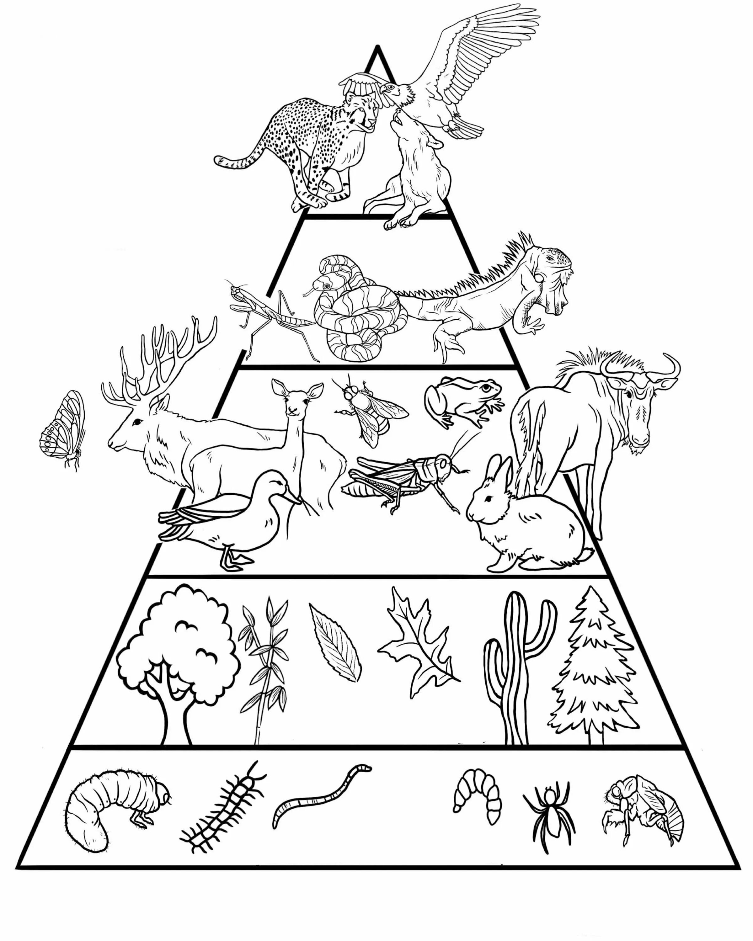 Пищевая цепочка раскраска. Пищевая пирамида. Пищевая пирамида раскраска. Развивающее задания для дошкольников экологическая пирамида. Экологическая пирамида рисунок
