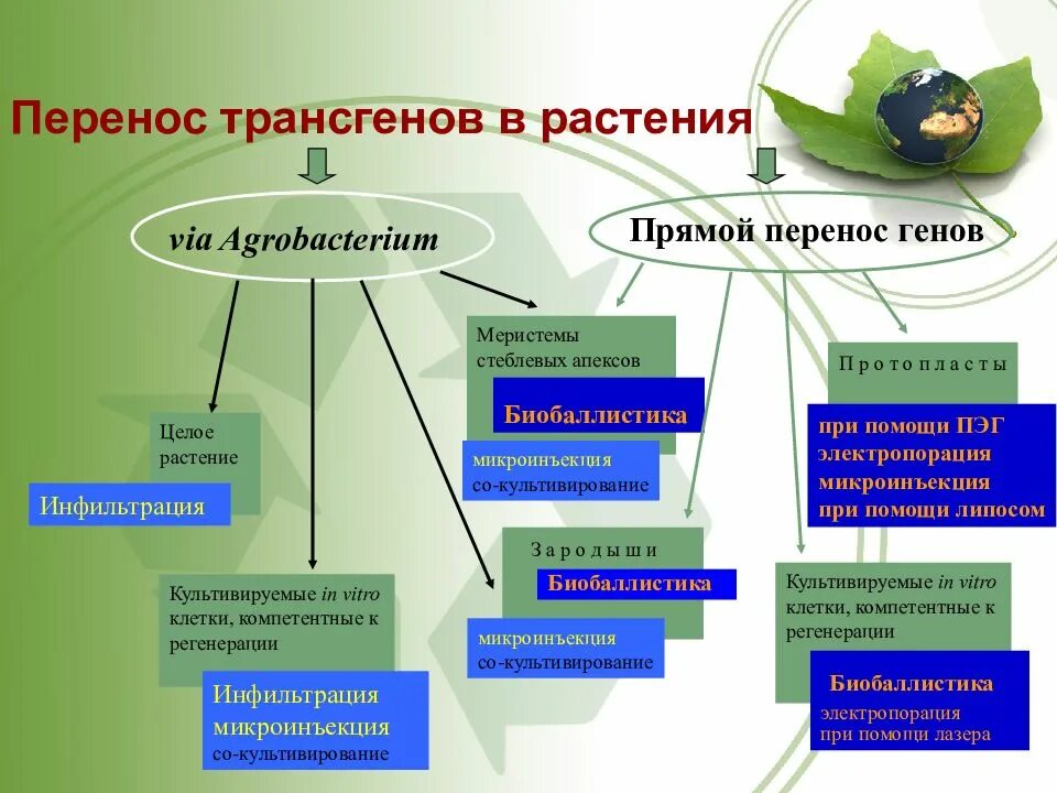 Споры и семена растений. Перевалка комнатных растений. Засухоустойчивые растения. Растения хищники и которые приманивают насекомых. Эфемеры и эфемероиды.
