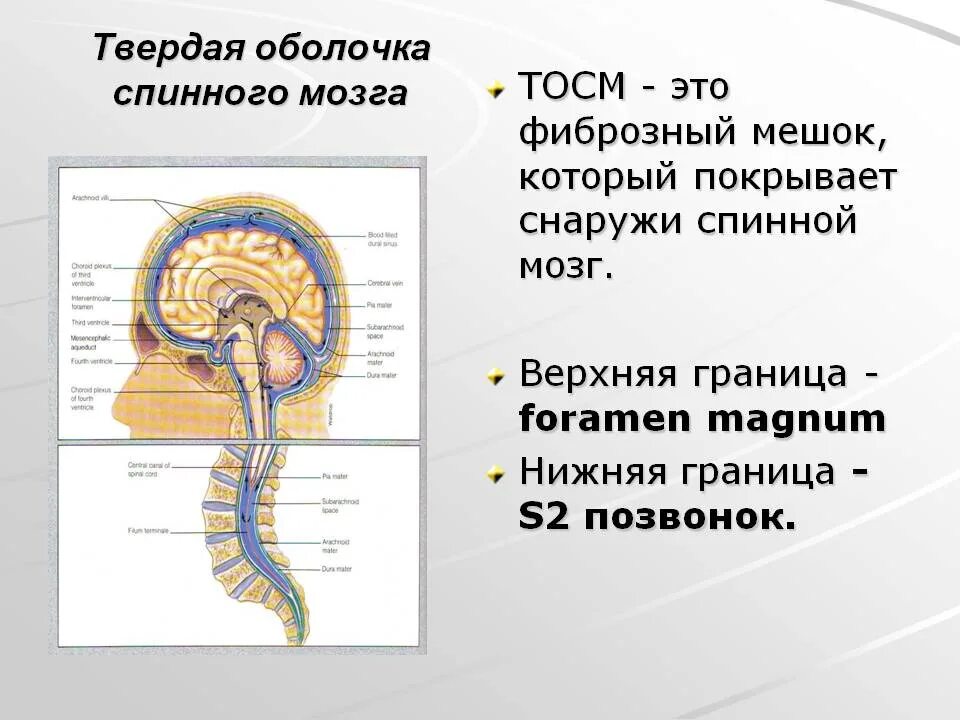 Места крепления твердой мозговой оболочки. Твердая оболочка мозга анатомия. Мозг анатомия твердая мозговая оболочка. Внутренний листок твердой мозговой оболочки.