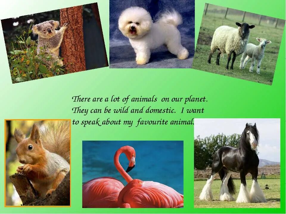 Wild animals essay. Проект my favourite animal. Презентация на тему my favourite animal. My favourite animal 3 класс. Презентацию my favourite Wild animal,.