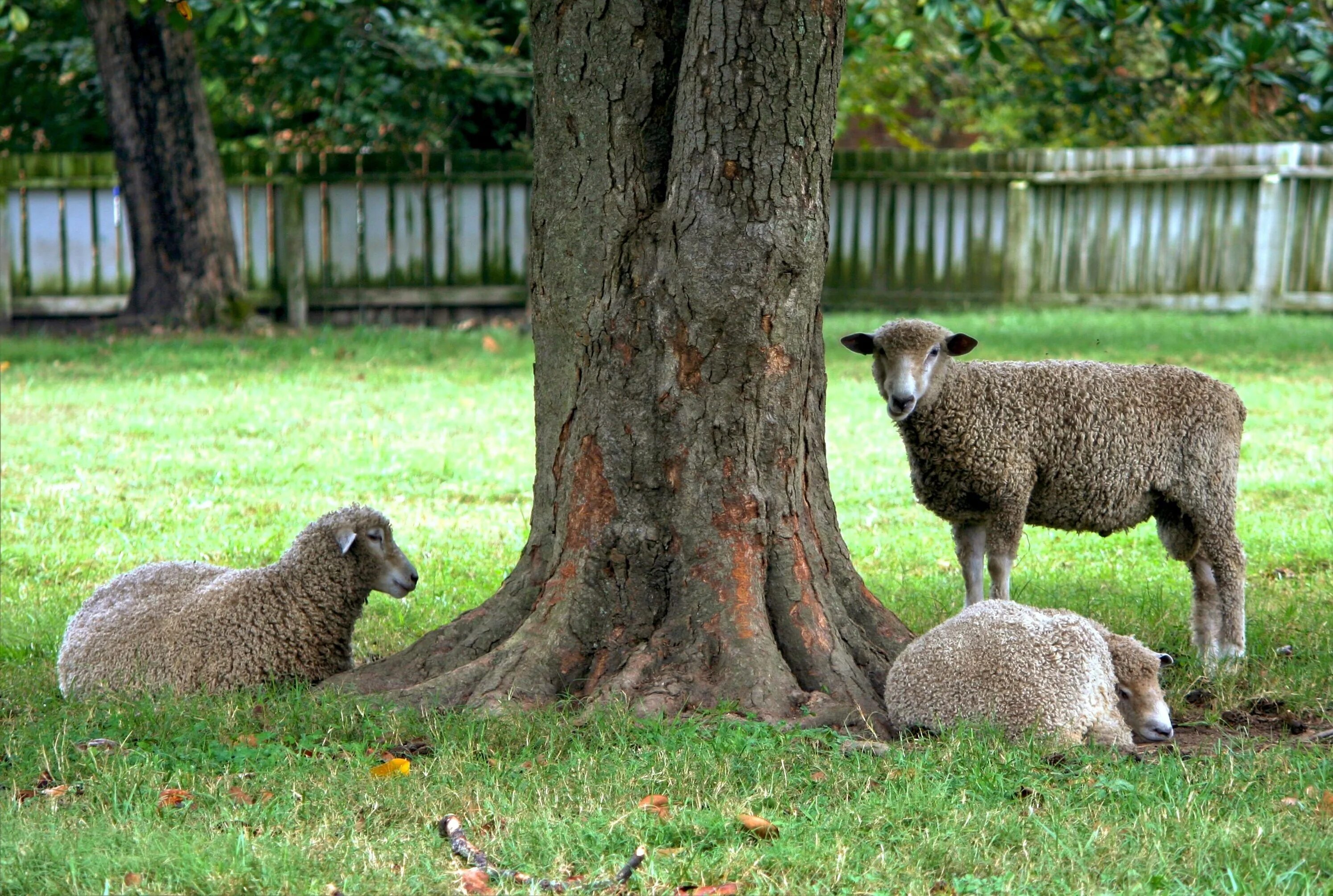 Tree sheep. Овца сидит. баран сидит. собака сидит на овце. ewe tree.