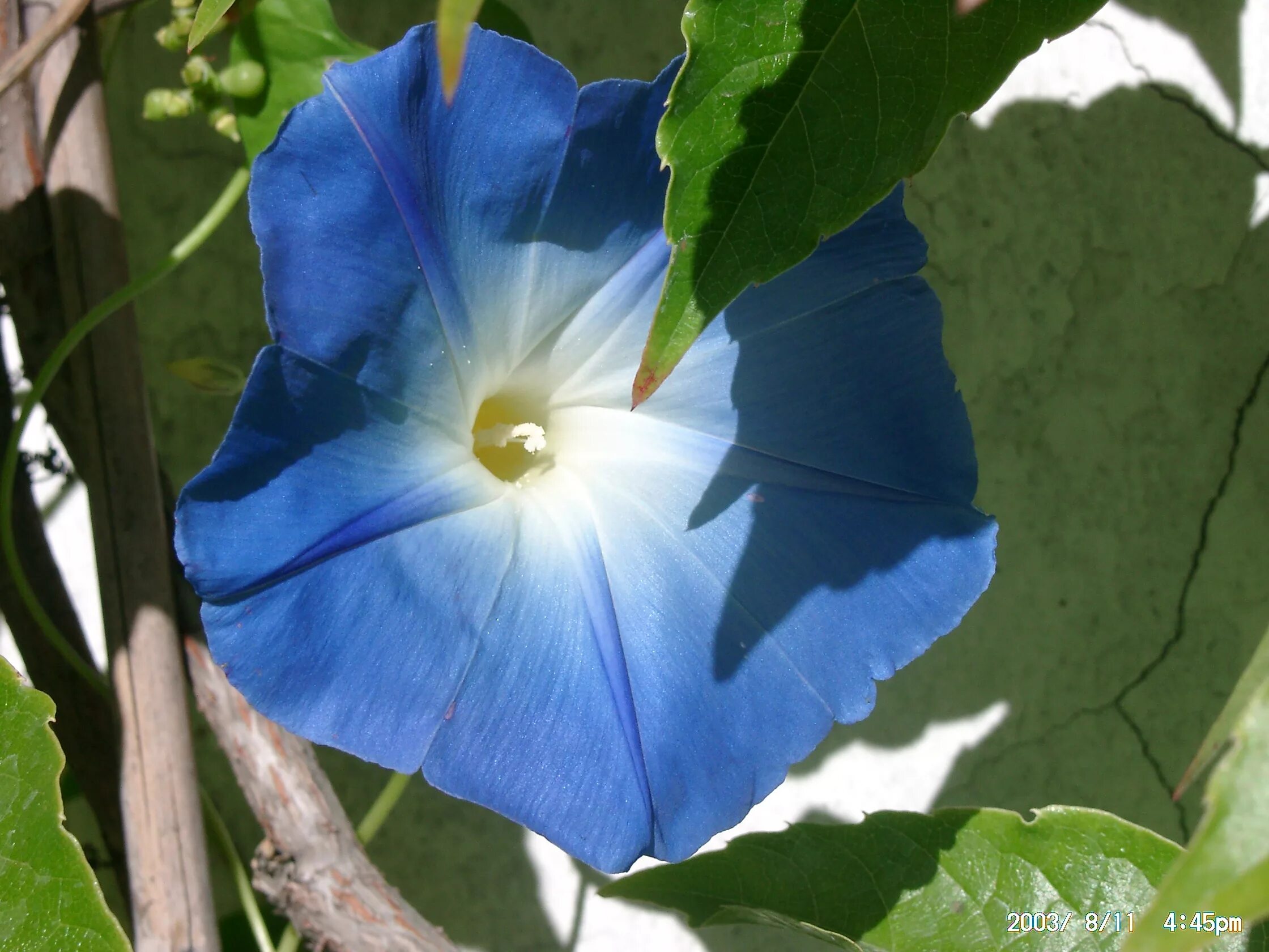 Ипомея трехцветная фото почему нельзя. Ипомея трехцветная Ipomoea Tricolor. Ипомея Тиффани. Вьюнок голубой лазурит. Ипомея Вьюнок.