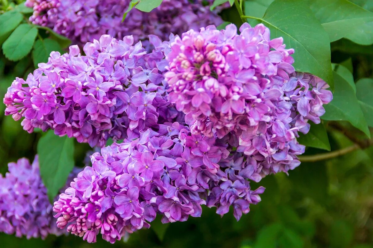 Что такое сирень. Сирень syringa. сирень емельян ярославский. семилистная сирень. сирень сеншейсон.