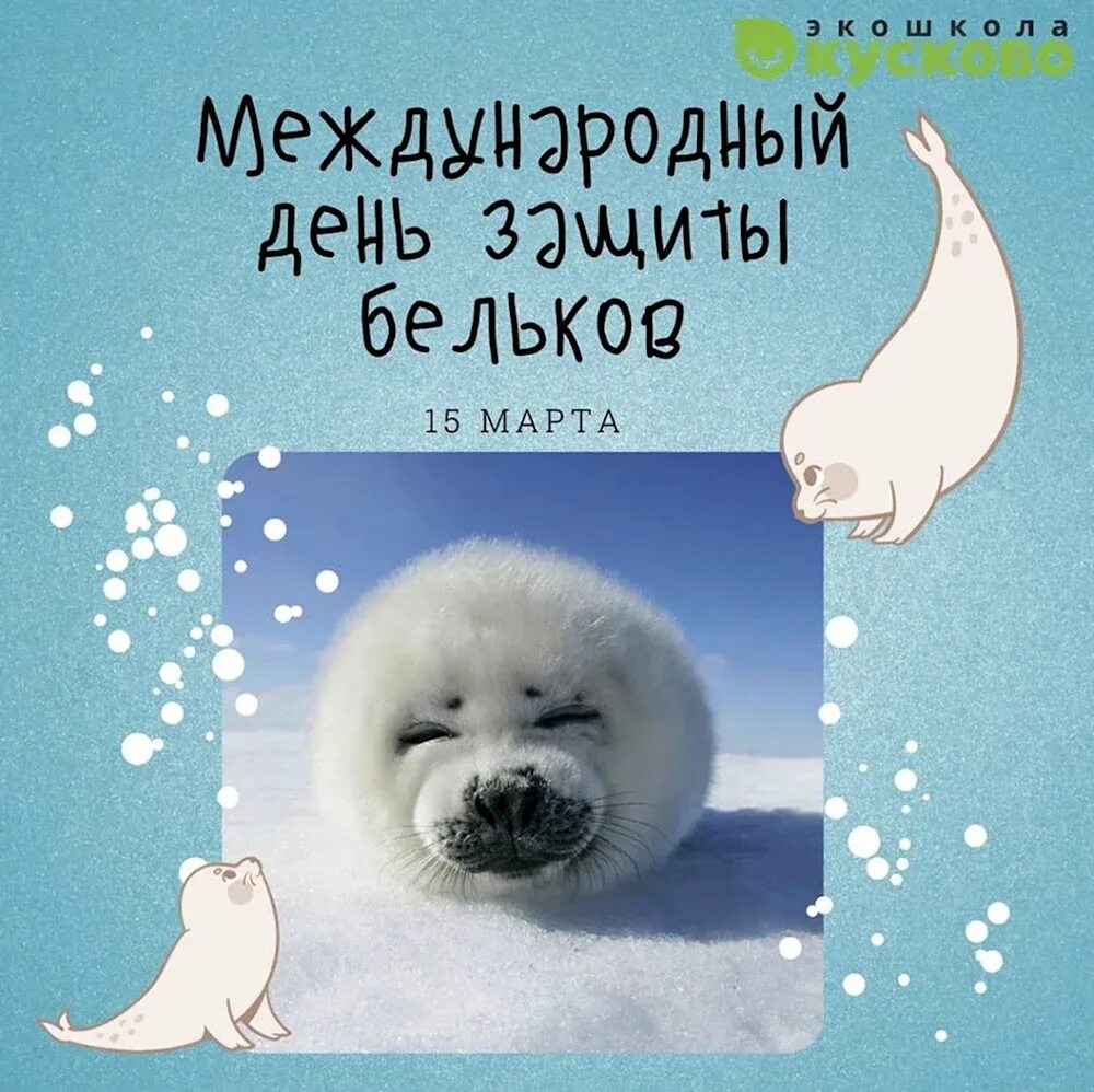 День бельков. Международный день белька. День защиты бельков. Международный день защиты тюленей. Белек нерпы.