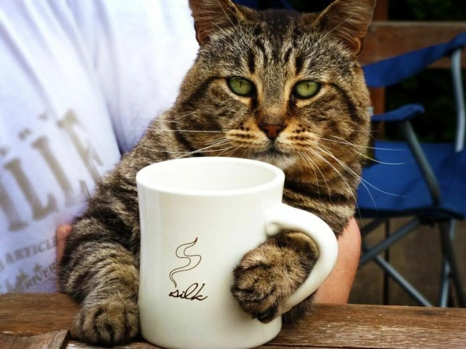 Добро кошка. Котик пьет кофе. Доброе утро кот. Чашка с кошкой. Кот с чашкой кофе.