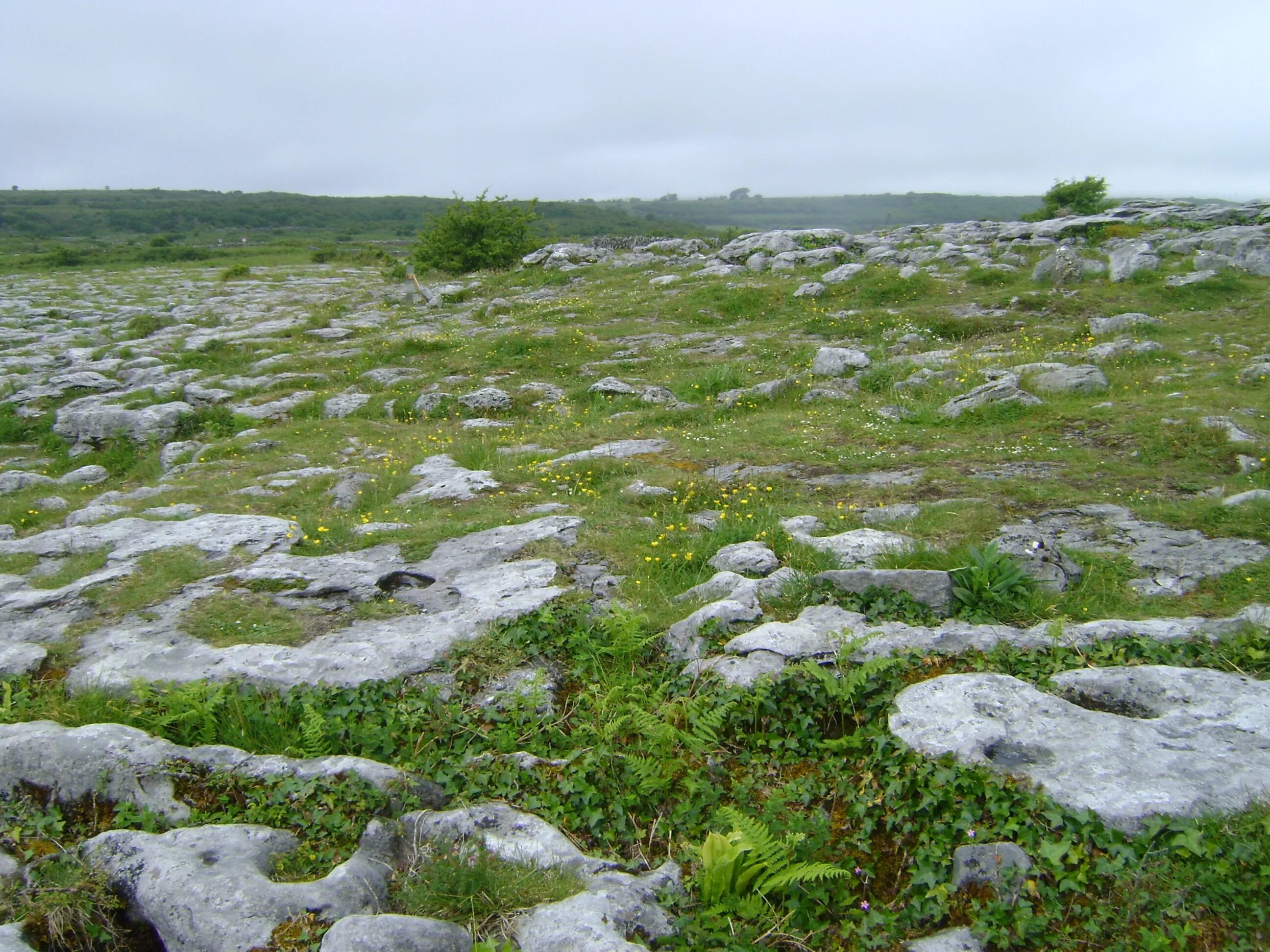 Ground stone. Каменистая почва. Каменистая земля. Каменистый грунт. Камни на земле.