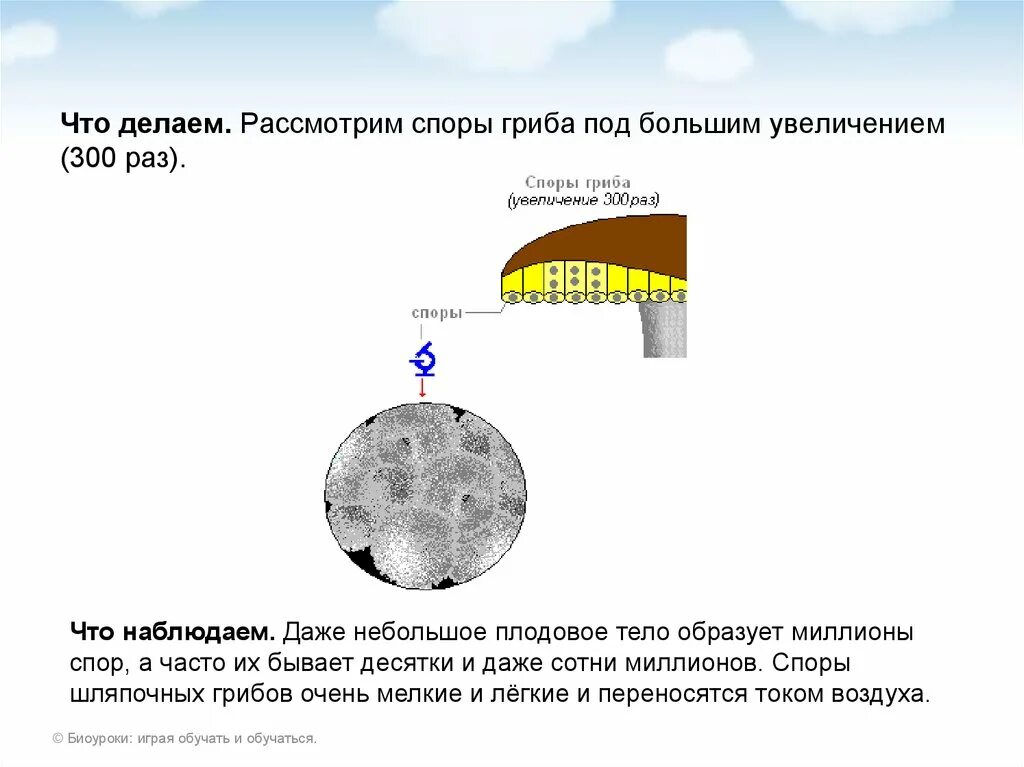 Что значит споры грибов. Строение спор гриба. Лабораторная работа 5 строение плодовых тел шляпочных грибов. Что делает споры гриба. Какие бывают споры у грибов.