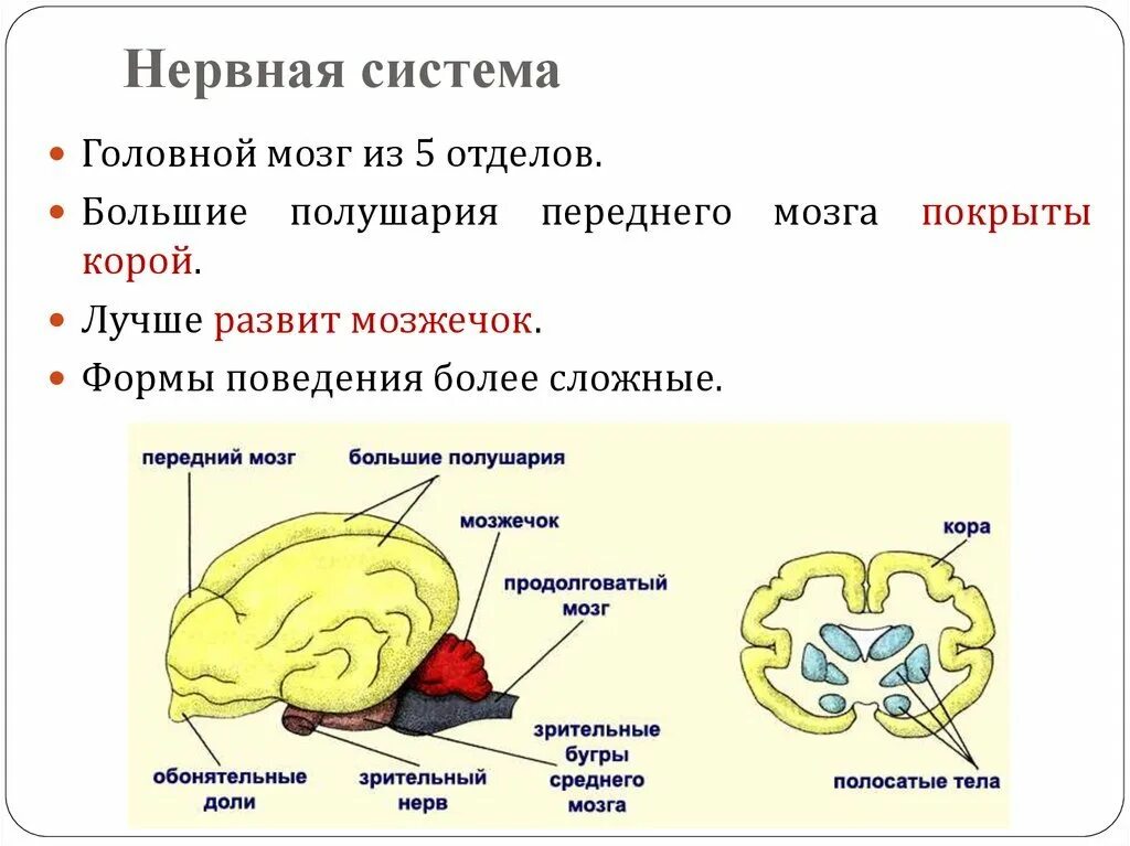 Какой отдел мозга млекопитающих имеет два полушария. Нервная система млекопитающих 7 класс. Строение головного мозга млекопитающих биология 7 класс. Нервная система млекопитающих головной мозг. Нервная система и головной мозг млекопитающего схема.