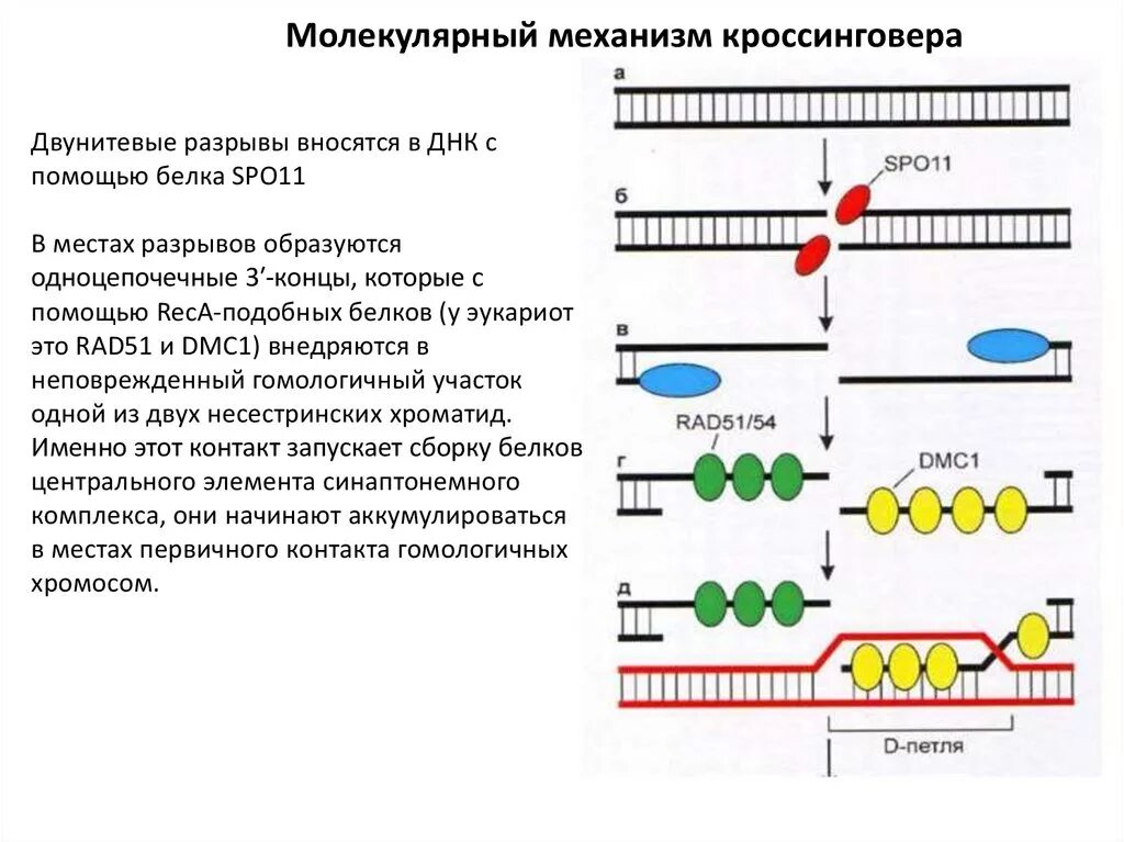 Молекулярные механизмы гомологичной рекомбинации.. Молекулярный механизм кроссинговера кратко. Механизм кроссинговера схема. Модель Холлидея молекулярные механизмы рекомбинации. Перекомбинация генов в мейозе