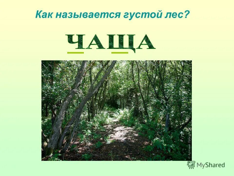 Тайга хвойный бор непроходимая. Дремучий ствол. Дремучий хвойный лес. Густой лес. Лесная (лесистая) местность.