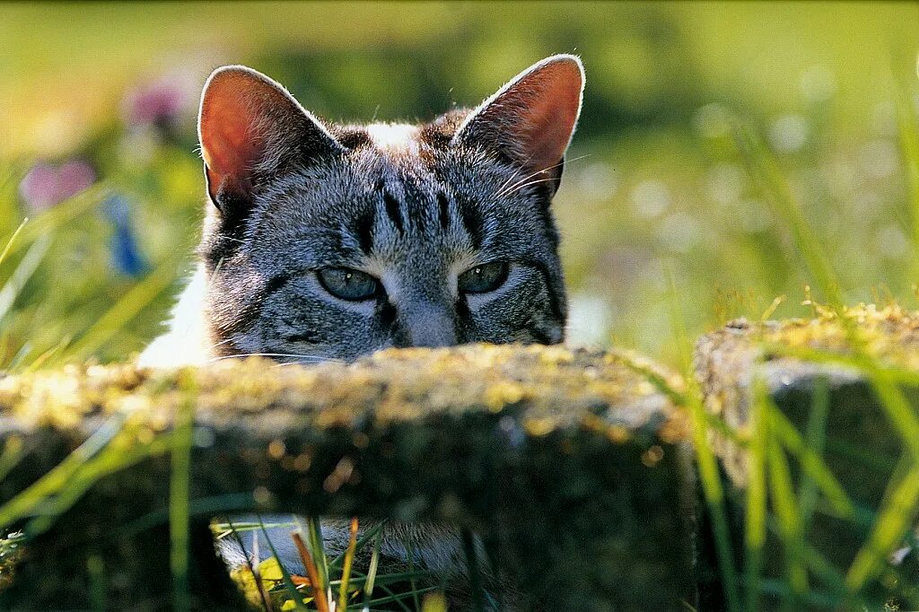 Кэт на фото. Мир кошек. Котов Кэт. Felis Silvestris catus. Фото кошек 600 800 пикселей.