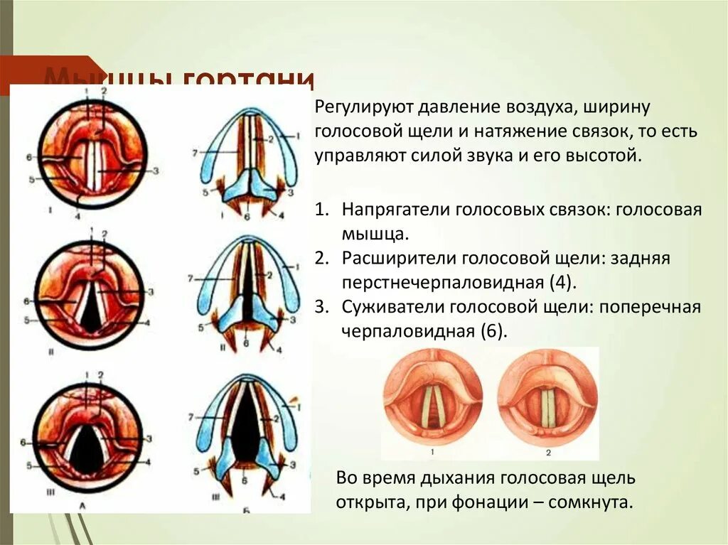 Лечение голосовых связок