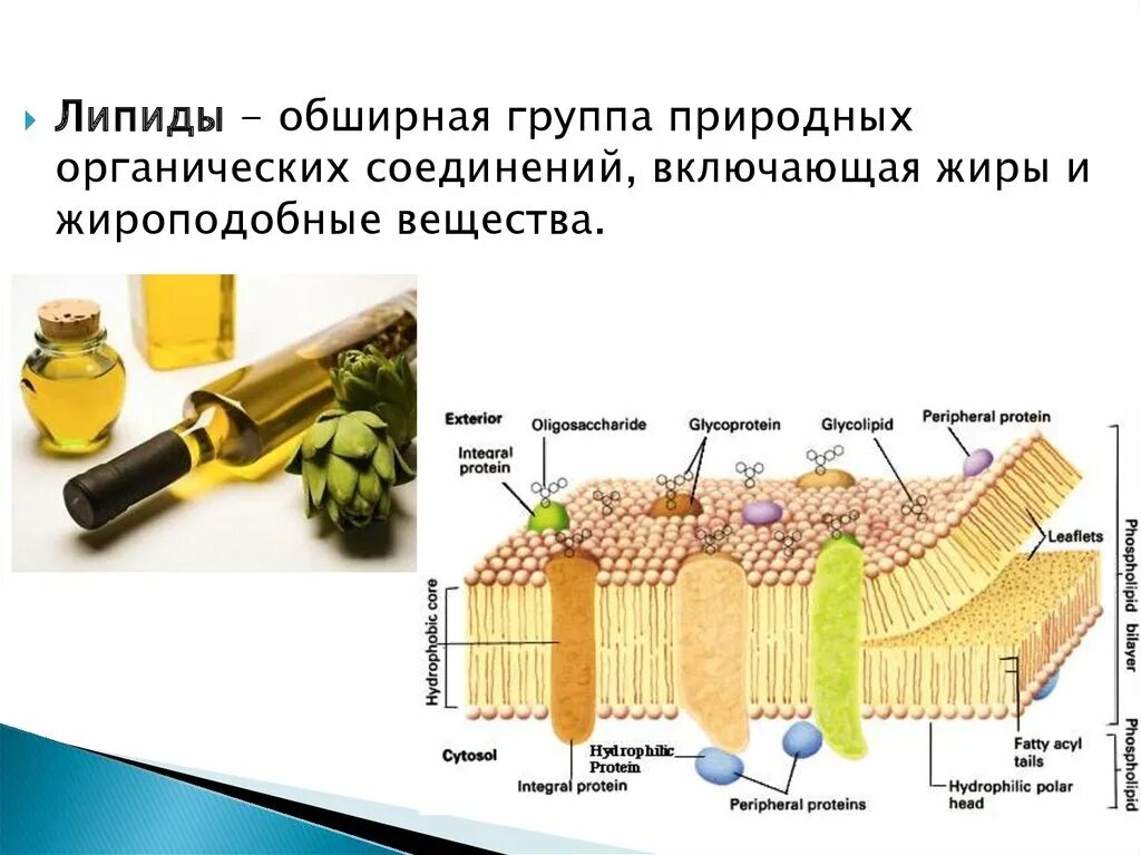 Защитный липид. Липиды жироподобные вещества. Липиды состав и строение. Липиды - обширная группа природных органических соединений. Липиды это жиры и жироподобныё.