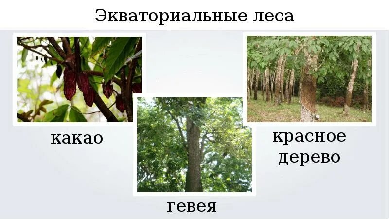 Разнообразие природы евразии. Гевеи дерево экваториальных лесов. красное дерево экваториального леса. разнообразие природы евразии 7.