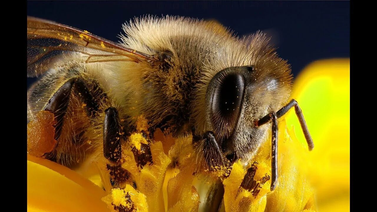 Пиксабай пчелы. Пыльца медоносная пчела. Пчелка в пыльце. Лапка пчелы. Www apis ru