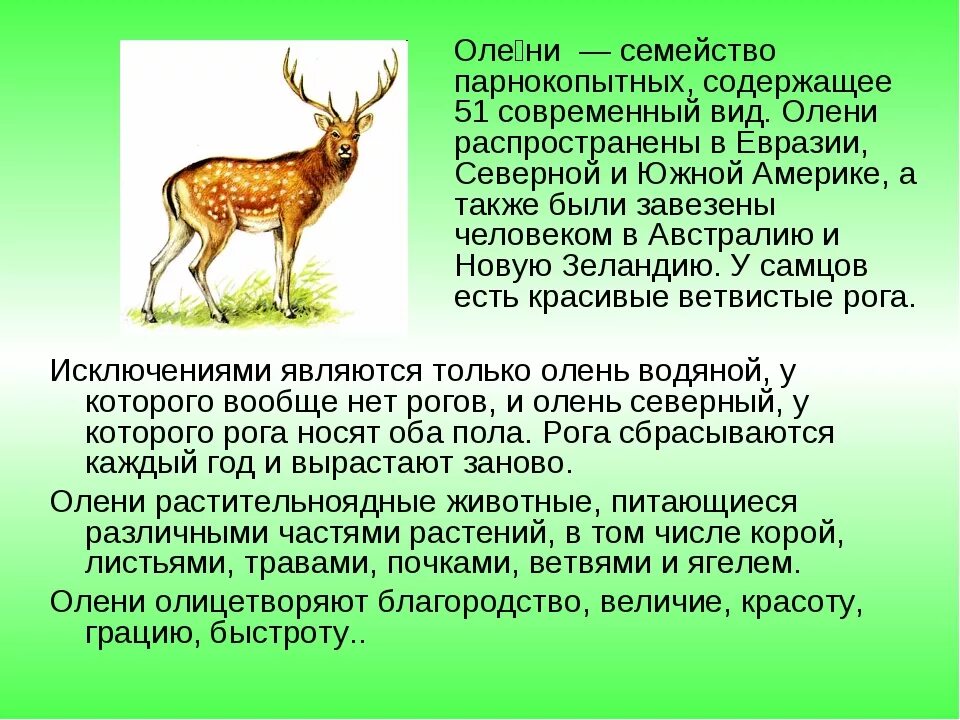 Описание оленя. Доклад про оленя. Рассказ о олене. Рассказ про оленя.