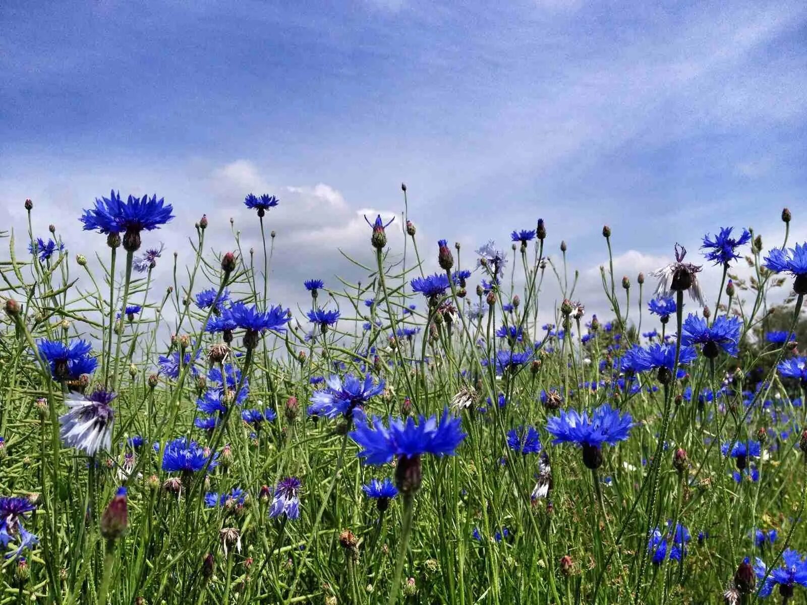 На поляне растут синие цветы. Василек синий полевой. Василек полевой Centaurea cyanus. Цветение Васильков. Сухоцветы Василек полевой.