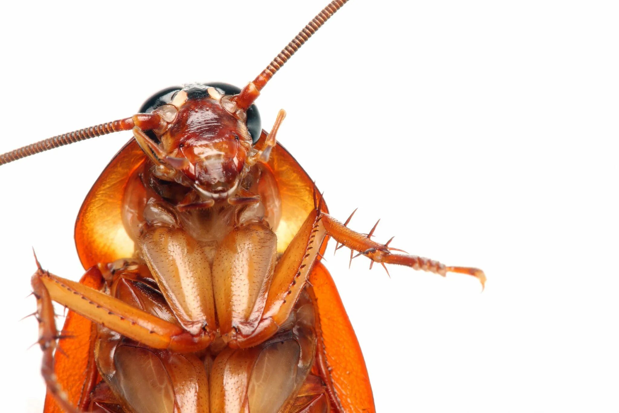 Cucaracha
