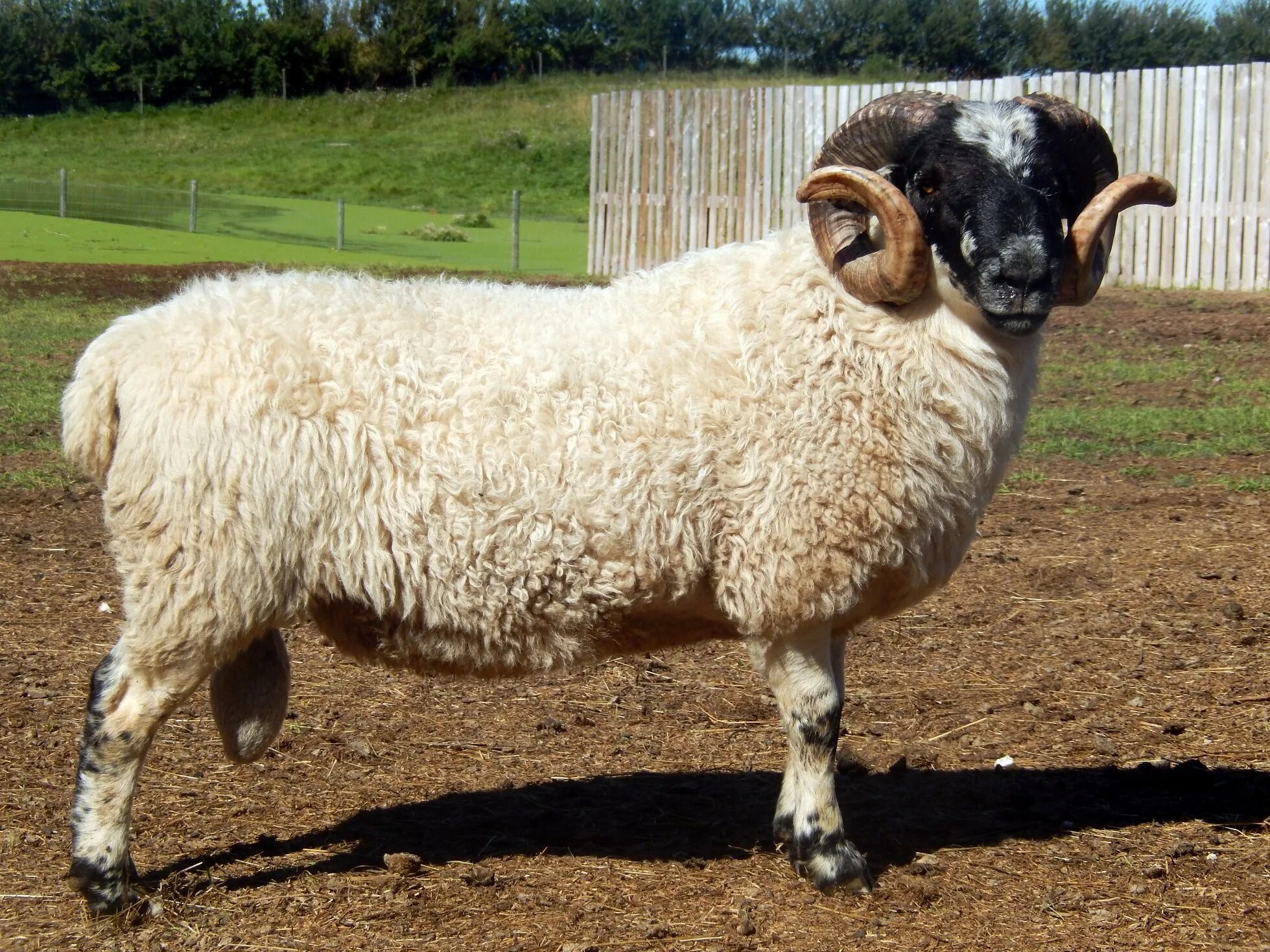 Порода д. Порода овец Керли. Scottish Blackface Sheep. Сокольская порода овец. Черноголовый баран порода.