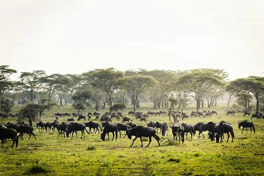 Africa com. Серенгети сафари. Миграция Серенгети. Великая миграция Серенгети. Национальный парк Серенгети.