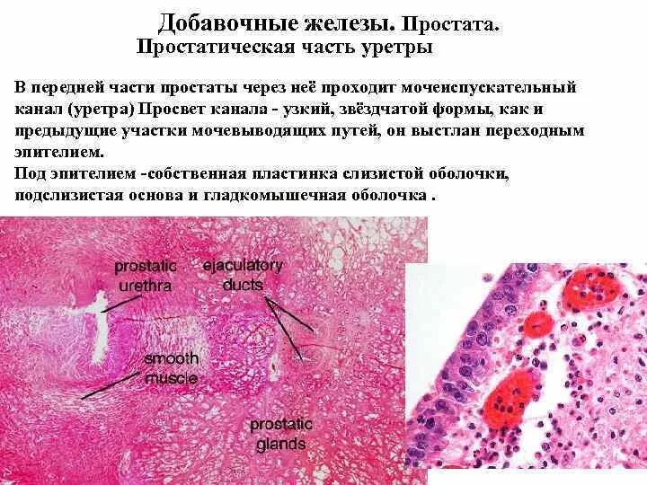 Эпителий уретра. Простатическая часть уретры гистология. Эпителий уретра. Эпителий 20 мазок на флору норма. Переходный эпителий строение и функции.