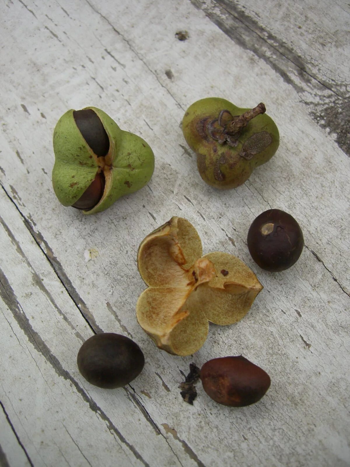 Камелия из семян. Камелия китайская чайная семена. Camellia sinensis плод. Камелия семенная коробочка. Гибискус семенная коробочка.