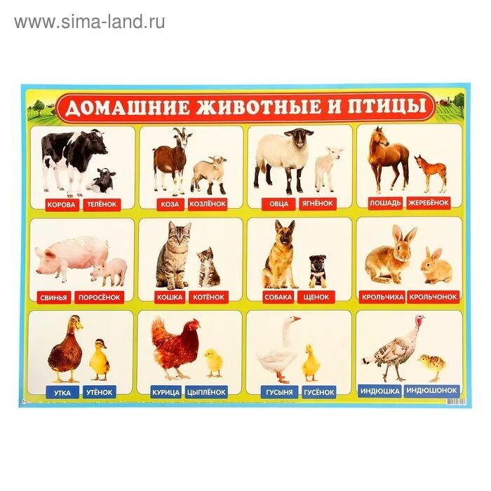 Домашние птицы и детеныши. Домашние животные и птицы цель. Домашние птицы для детей. Домашние животные и птицы цель. Домашние птицы для детей.