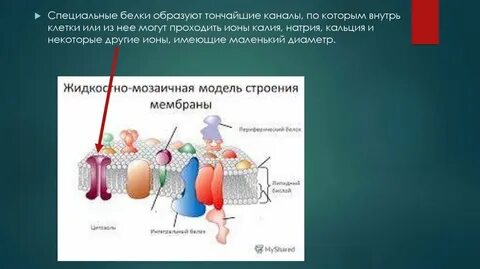 Белки в клетках образуются в