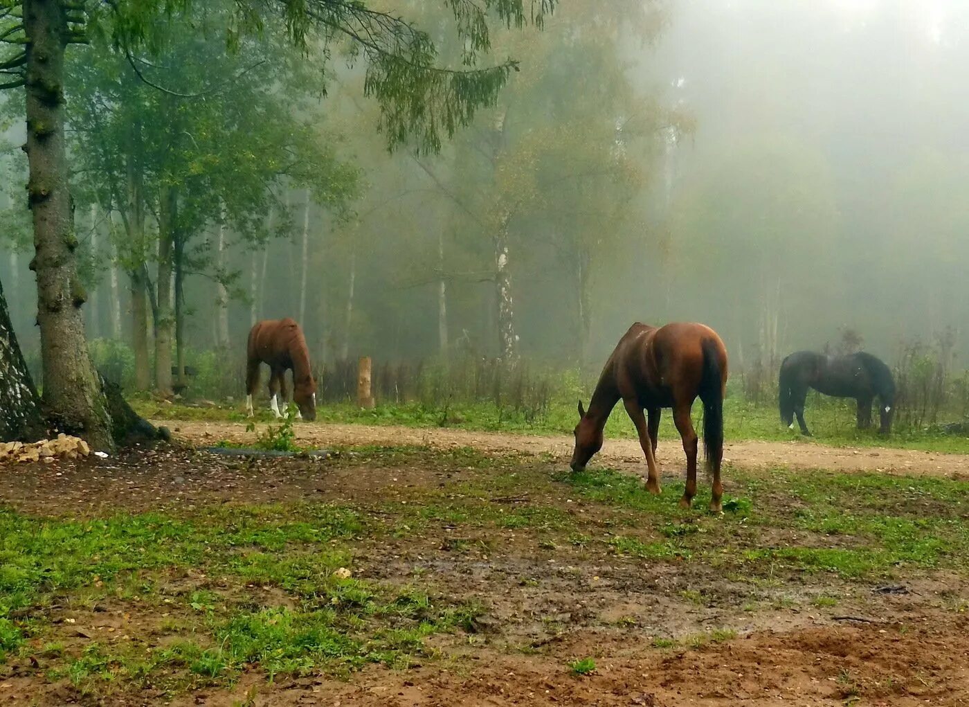 Лошади гуляют. Шварцвальд лошади. Лошадь в лесу. Пейзаж с лошадьми. Лошади в лесах.