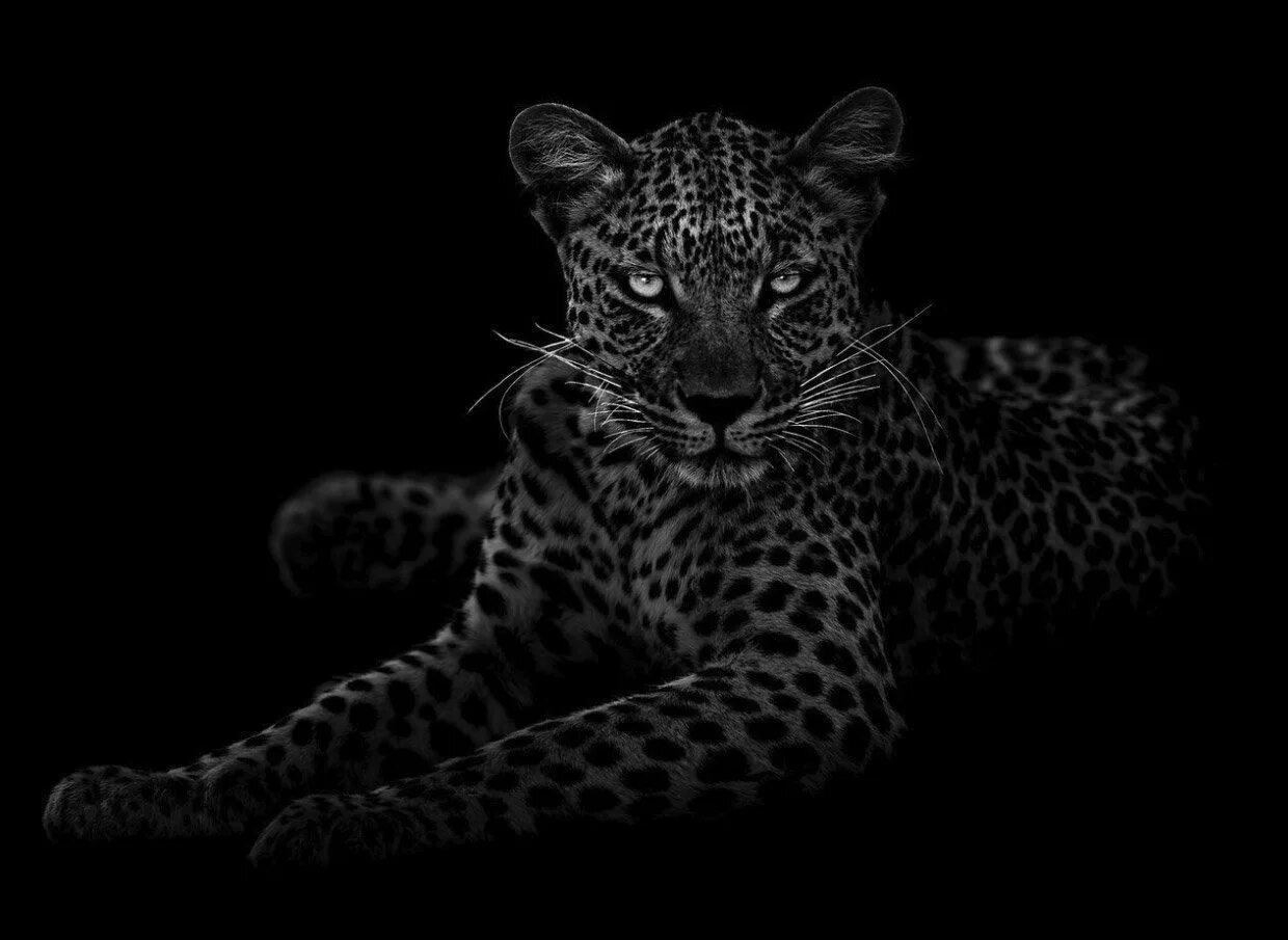Изображения на черном фоне. Животные на черном фоне. Леопард на черном фоне. Леопард черно белый. Черный фон картинка.