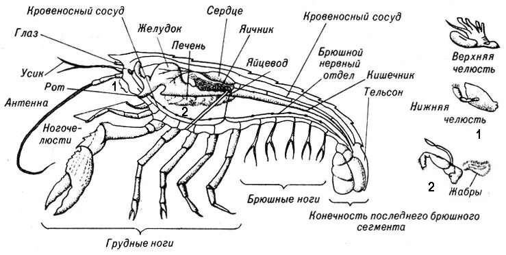 Сделайте подписи к рисунку строение. Внутреннее строение ракообразных схема. Внешнее строение креветки схема. Схема строения ракообразных 7 класс. Внутреннее строение ракообразных 7 класс.