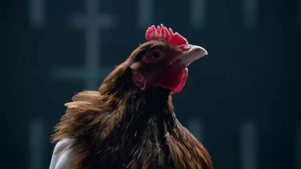 Курица из рекламы Мерседес.