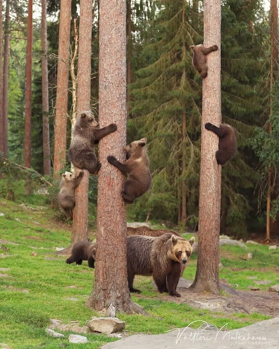 Жизнь медведей в лесу. Мишка в лесу. Медвежонок в лесу. Медведи в Сосновом лесу. Медведь на сосне.
