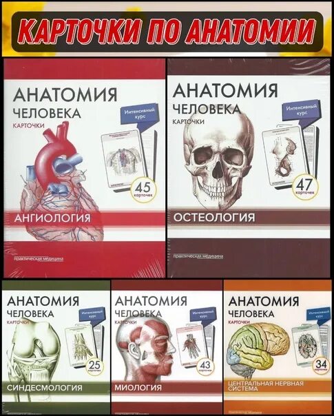Карточки сапина остеология. Карточки остеология сапин. Остеология карточки. Сапин карточки анатомия. Карточки по анатомии человека.