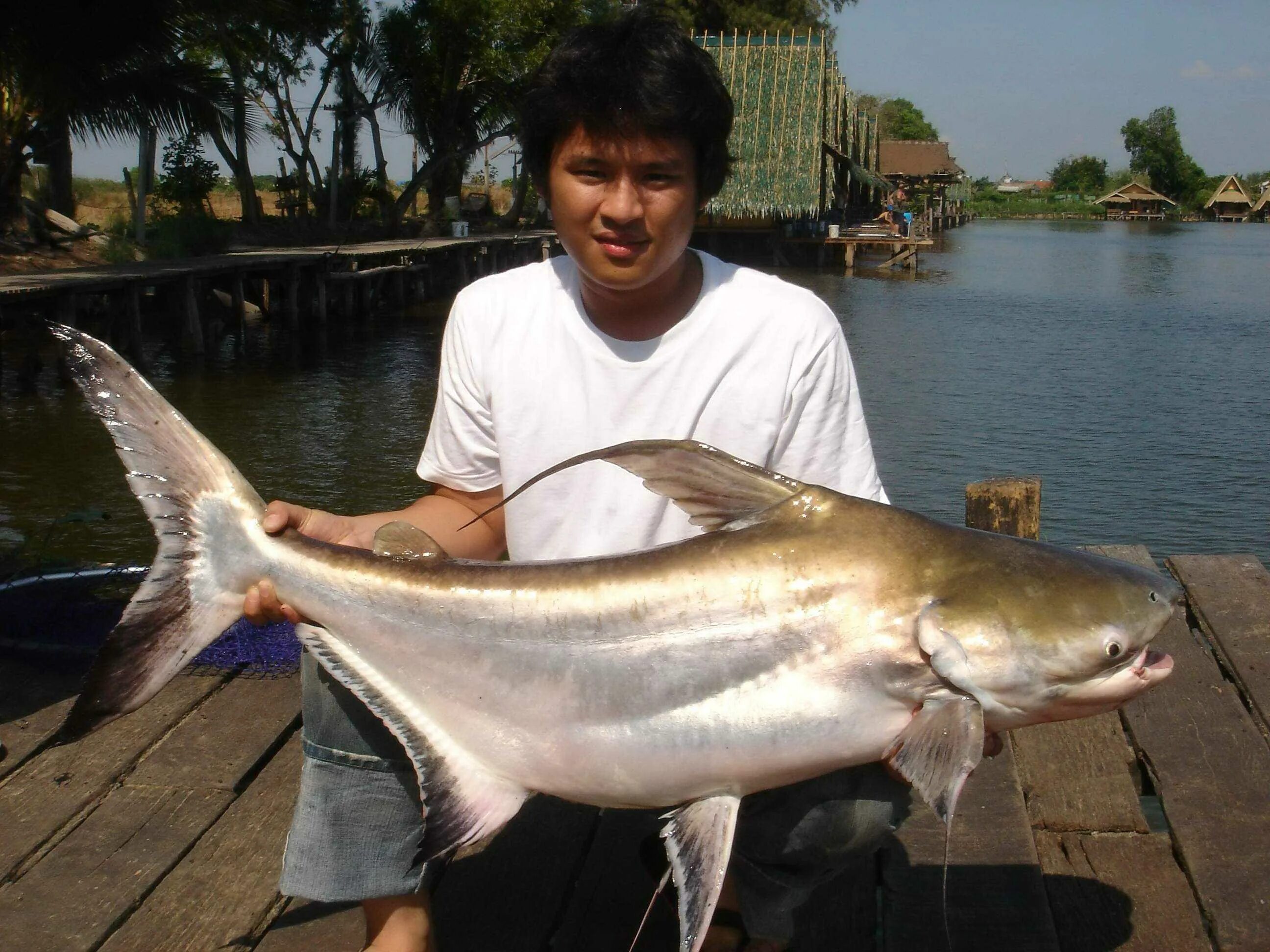 Пангасиус что за рыба можно. Пангасиус. Mekong giant Catfish рыба. Пангасиус рыба. Гигантский пангасиус.