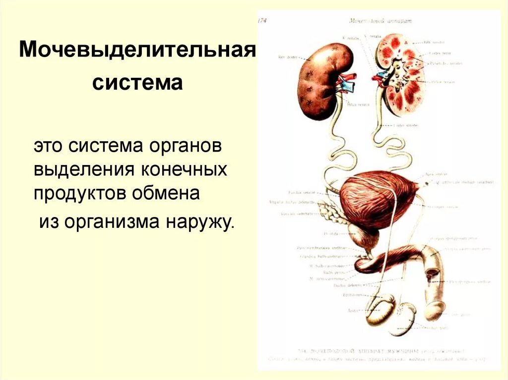 Анатомия органов мочевыделительная система. Мочевыделительная система анатомия функции. Структура мочевой системы. Функции органов мочевыделительной системы.