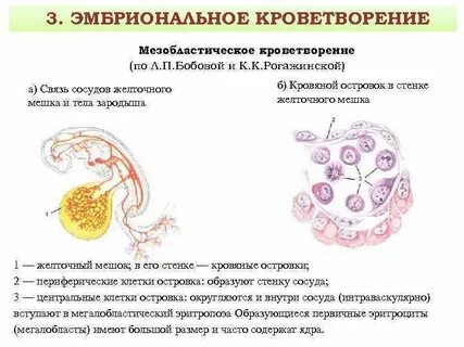 Сосуды зародыша