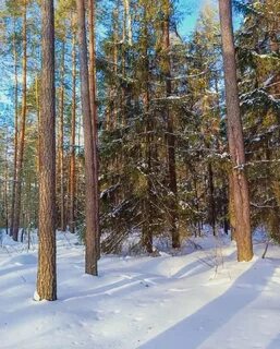 Родной лес