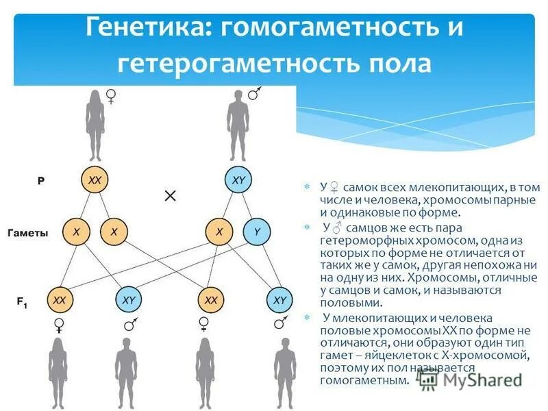 Парные хромосомы называются