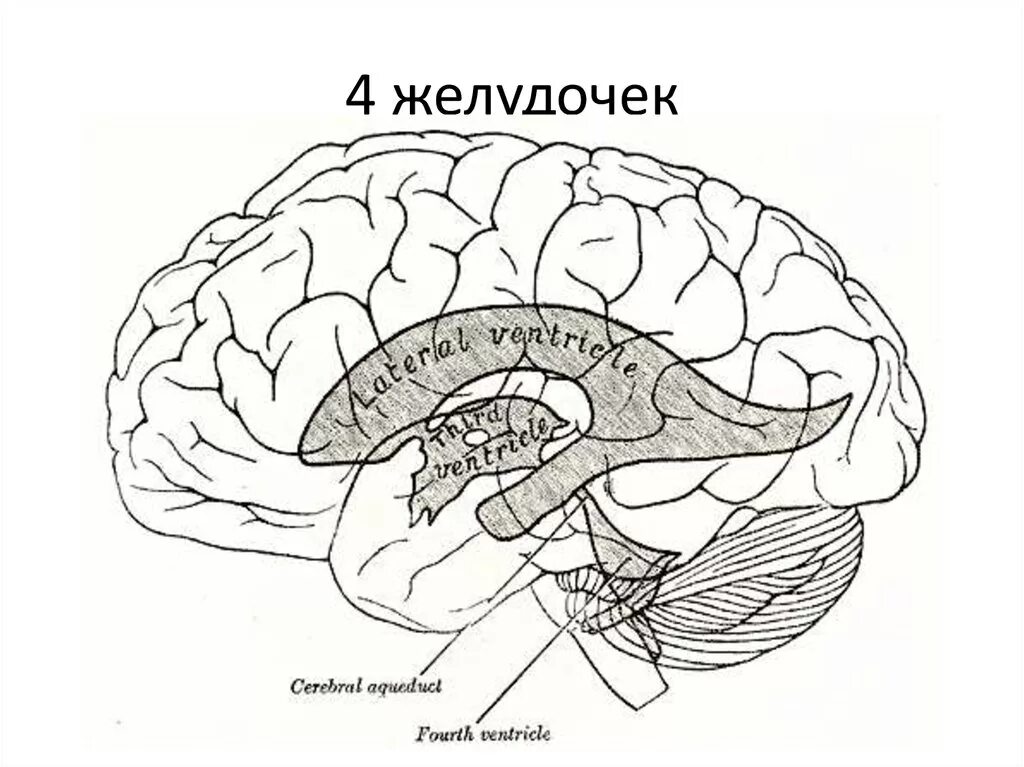 Средний мозг желудочек