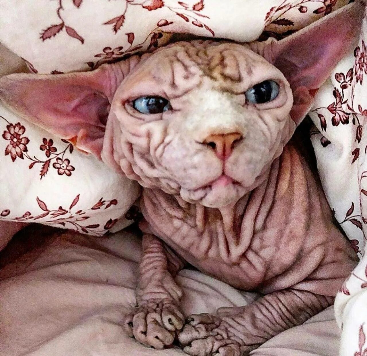 Покажи самую страшную кошку