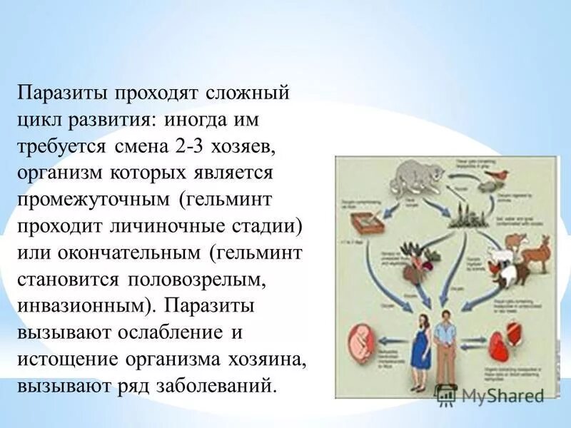 Циклы развития паразитических простейших. Цикл развития простейших паразитов. Сложный цикл развития. Паразиты со сложным циклом развития.