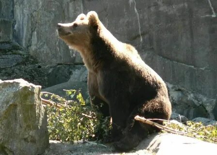 Bear tail