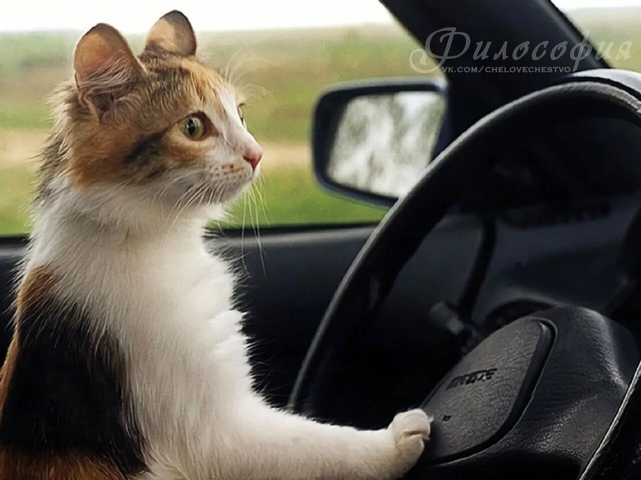 Кот в машине. Кошка в машине в переноске. Котенок за рулем. Перевозка кошек в автомобиле. Кот за рулём машины.
